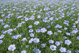 テーラーフクオカリネン